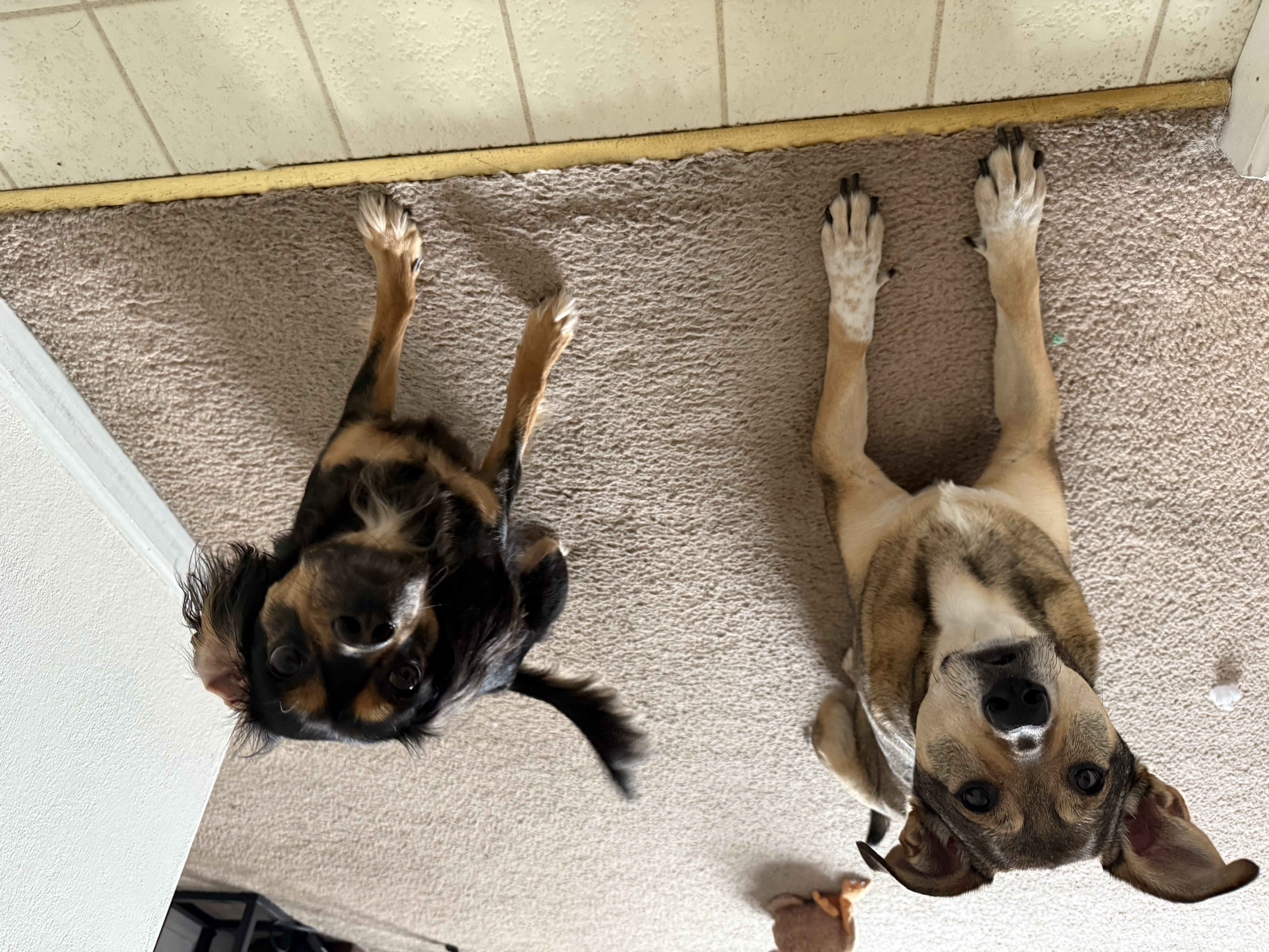 Daisy and Milo!